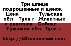 Три шпица подрощенные и щенок › Цена ­ 8 000 - Тульская обл., Тула г. Животные и растения » Собаки   . Тульская обл.,Тула г.